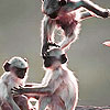 play Naughty Monkeys Puzzle