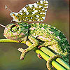 play Green Friends Slide Puzzle