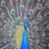 play Peacock Slider