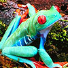 play Forest Tree Frogs Puzzle