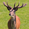 play Jigsaw: Deer Stag