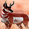 play Hungry Alone Antelope Puzzle