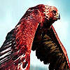 play Wild Falcons Puzzle