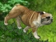 play Buddy The Bulldog