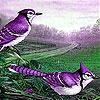 play Garden Sparrows Slide Puzzle