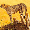 play Cheetah Family Puzzle