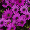 play Jigsaw: African Daisies