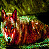 play Swamp In The Fox Puzzle
