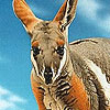 play Kangaroos In The Desert Puzzle