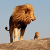 Lion And Cub Puzzle