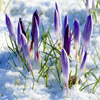 play Jigsaw: Early Spring