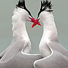 play Water Birds In Love Puzzle