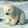 play Little Polar Bear
