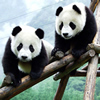 Two Cute Panda