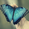 play Beautiful Butterfly Puzzle