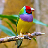 Colorful Bird