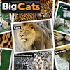 play Big Cats