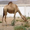 play Jigsaw: Dromedary Camel