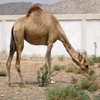 Jigsaw: Dromedary Camel