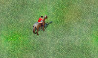 play Show Jumping