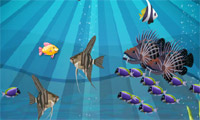 play Fish N Prey