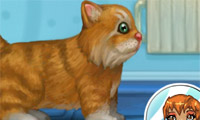 play My Sweet Kitten