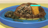 play Turtle Care