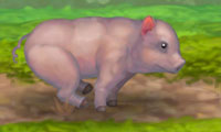 play Clean Little Piggy