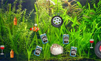 play Goldfish Bowl