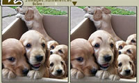 play Gimme 5 Dogs