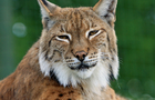 play Big Cats