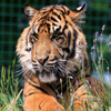 play Jigsaw: Cute Tiger