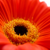 play Jigsaw: Red Gerbera