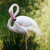 play Jigsaw: Flamingo Pose