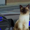 play Siamese Cat Escape