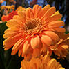 play Jigsaw: Orange Large Flower