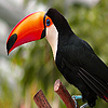 Long Nosed Forest Toucans Puzzle