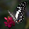 play Jigsaw: Black And White Butterfly