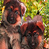 play Numb Puppies Puzzle