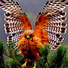 play Wrathy Forest Hawk Puzzle