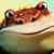 play Bufo'S Race
