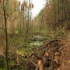 play Rocky Arbor State Park Jigsaw