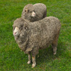 play Jigsaw: Two Sheep