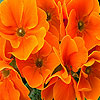 play Spring Flowers Puzzle