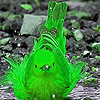 play Green Woodlark Slide Puzzle