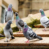 play Jigsaw: Pigeons