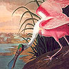 play Fantastic River Animals Puzzle