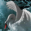 play Pretty Swans Puzzle