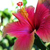 play Jigsaw: Hibiscus