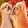 play Funny Garden Friends Puzzle